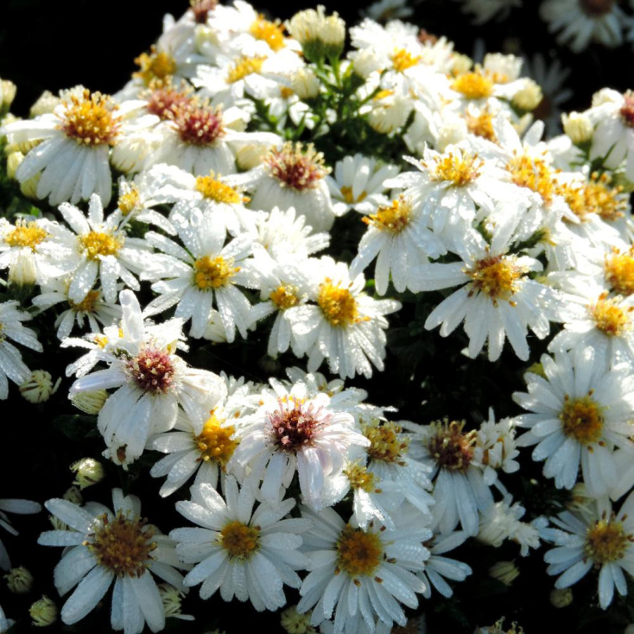 Plantes Vivaces ASTER 'Niobe' (Dumosus Group) - Aster d'automne en vente - Aster nain d'automne en vente - Pépinière Lepage .