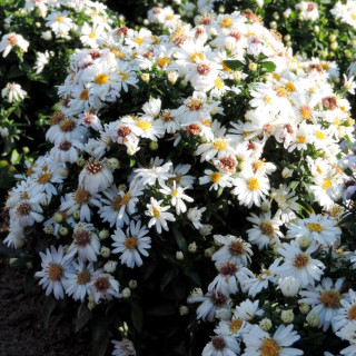 Plantes Vivaces ASTER 'Niobe' (Dumosus Group) - Aster d'automne en vente - Aster nain d'automne en vente - Pépinière Lepage .
