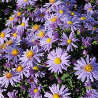 plantes-vivaces-aster-prof-anton-kippenberg-dumosus-group-aster-d-automne-en-vente-aster-nain-d-automne-en-vente-pepiniere-lepag