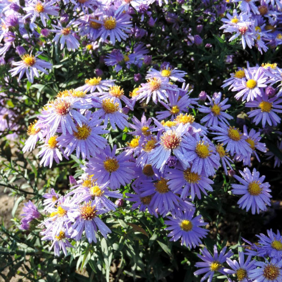 Plantes Vivaces ASTER 'Prof. Anton Kippenberg' (Dumosus Group) - Aster d'automne en vente - Aster nain d'automne en vente - Pépi