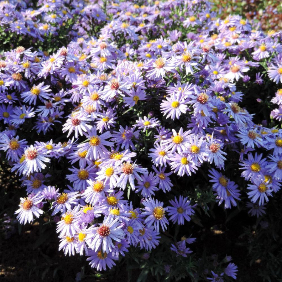Plantes Vivaces ASTER 'Prof. Anton Kippenberg' (Dumosus Group) - Aster d'automne en vente - Aster nain d'automne en vente - Pépi