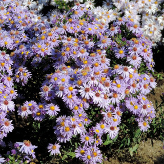Plantes Vivaces ASTER 'Prof. Anton Kippenberg' (Dumosus Group) - Aster d'automne en vente - Aster nain d'automne en vente - Pépi