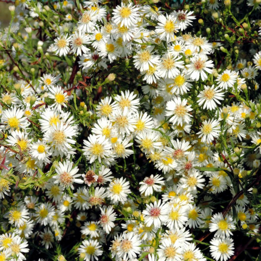 Plantes Vivaces ASTER 'Schneegitter' - Aster d'automne en vente - Pépinière Lepage .