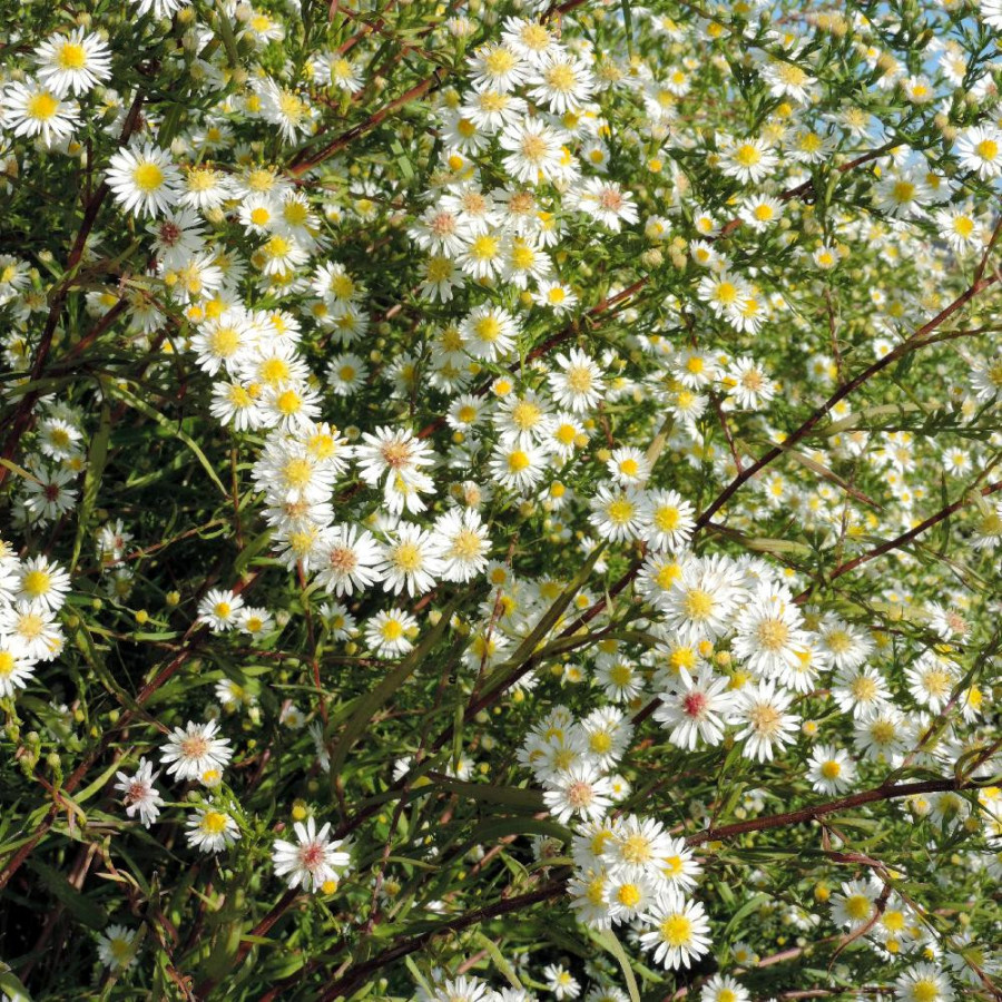 Plantes Vivaces ASTER 'Schneegitter' - Aster d'automne en vente - Pépinière Lepage .