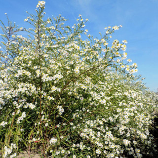 Plantes Vivaces ASTER 'Schneegitter' - Aster d'automne en vente - Pépinière Lepage .
