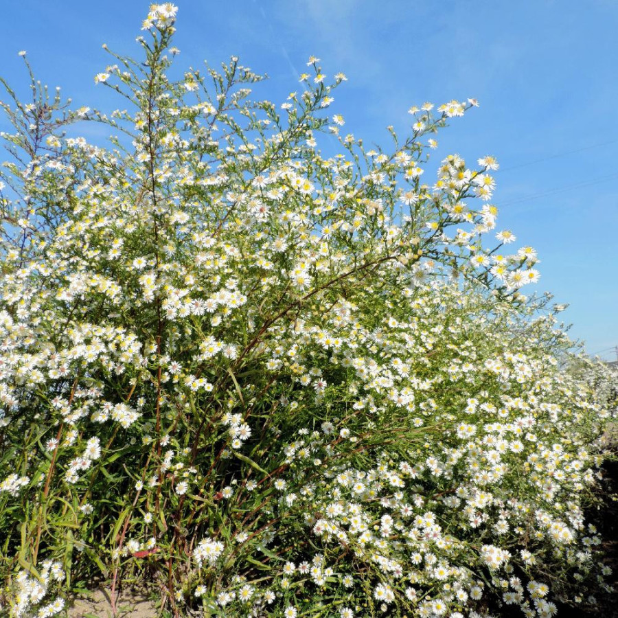 Plantes Vivaces ASTER 'Schneegitter' - Aster d'automne en vente - Pépinière Lepage .
