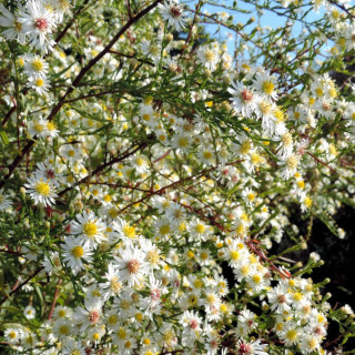 Plantes Vivaces ASTER 'Schneegitter' - Aster d'automne en vente - Pépinière Lepage .
