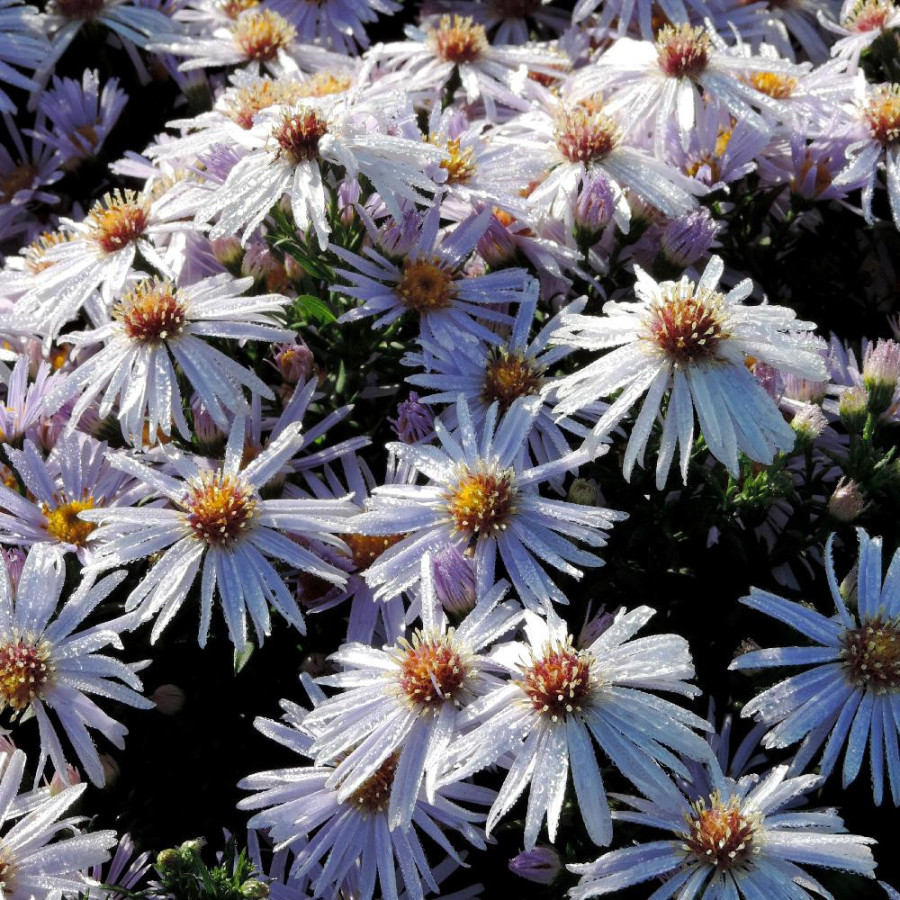Plantes Vivaces ASTER 'Silberblaukissen' (Dumosus Group) - Aster d'automne en vente - Aster nain d'automne en vente - Pépinière 