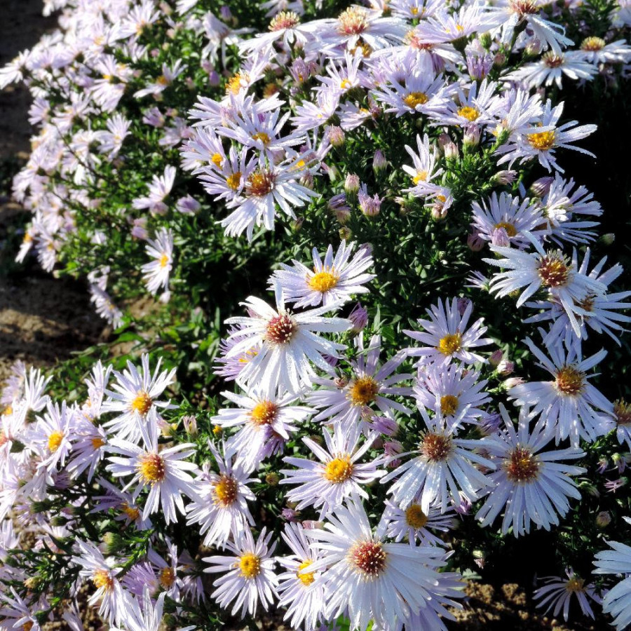 Plantes Vivaces ASTER 'Silberblaukissen' (Dumosus Group) - Aster d'automne en vente - Aster nain d'automne en vente - Pépinière 