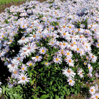 Plantes Vivaces ASTER 'Silberblaukissen' (Dumosus Group) - Aster d'automne en vente - Aster nain d'automne en vente - Pépinière 