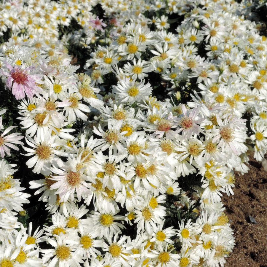 plantes-vivaces-aster-snowsprite-dumosus-group-aster-d-automne-en-vente-aster-nain-d-automne-en-vente-pepiniere-lepage-