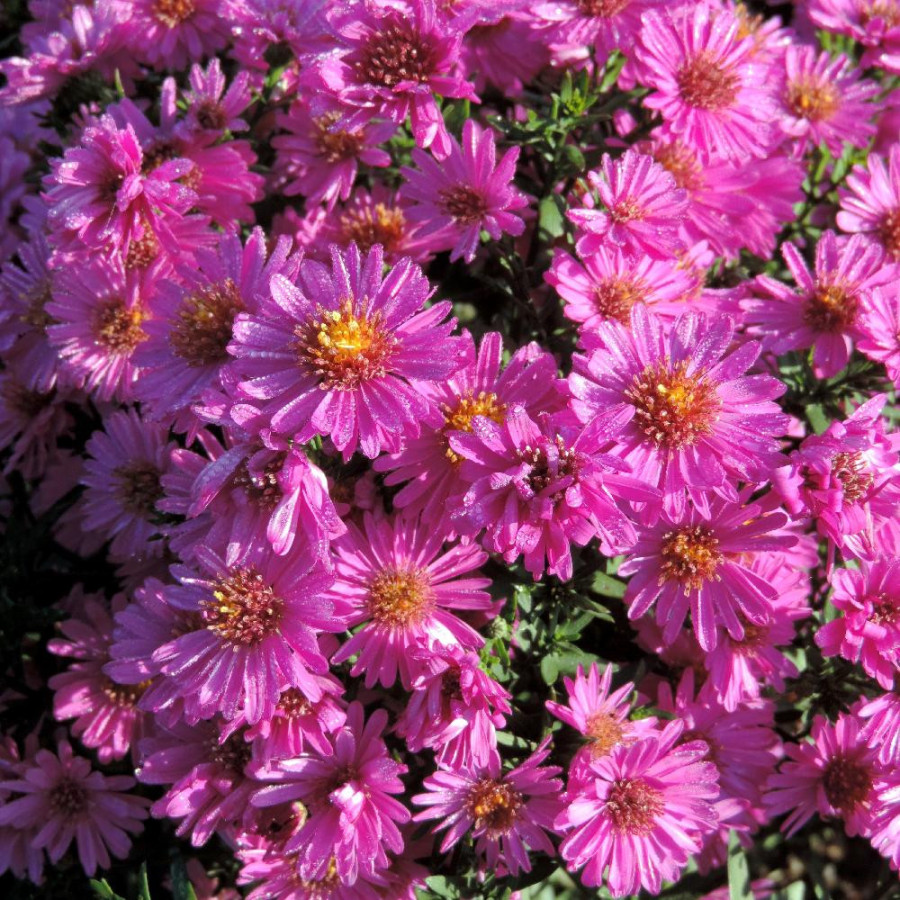 Plantes Vivaces ASTER 'Starlight' (Dumosus Group) - Aster d'automne en vente - Aster nain d'automne en vente - Pépinière Lepage 