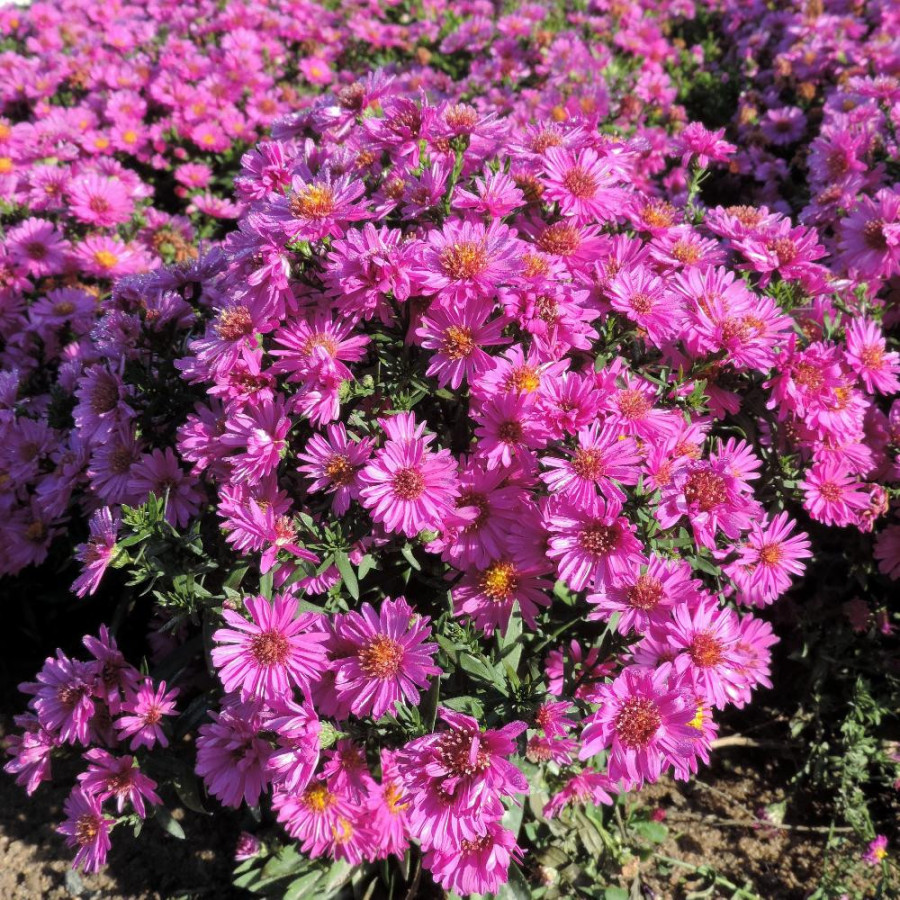 Plantes Vivaces ASTER 'Starlight' (Dumosus Group) - Aster d'automne en vente - Aster nain d'automne en vente - Pépinière Lepage 