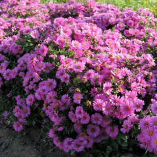 Plantes Vivaces ASTER 'Starlight' (Dumosus Group) - Aster d'automne en vente - Aster nain d'automne en vente - Pépinière Lepage 