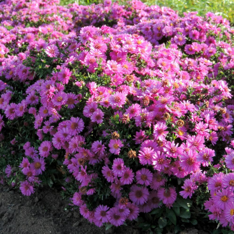 Plantes Vivaces ASTER 'Starlight' (Dumosus Group) - Aster d'automne en vente - Aster nain d'automne en vente - Pépinière Lepage 