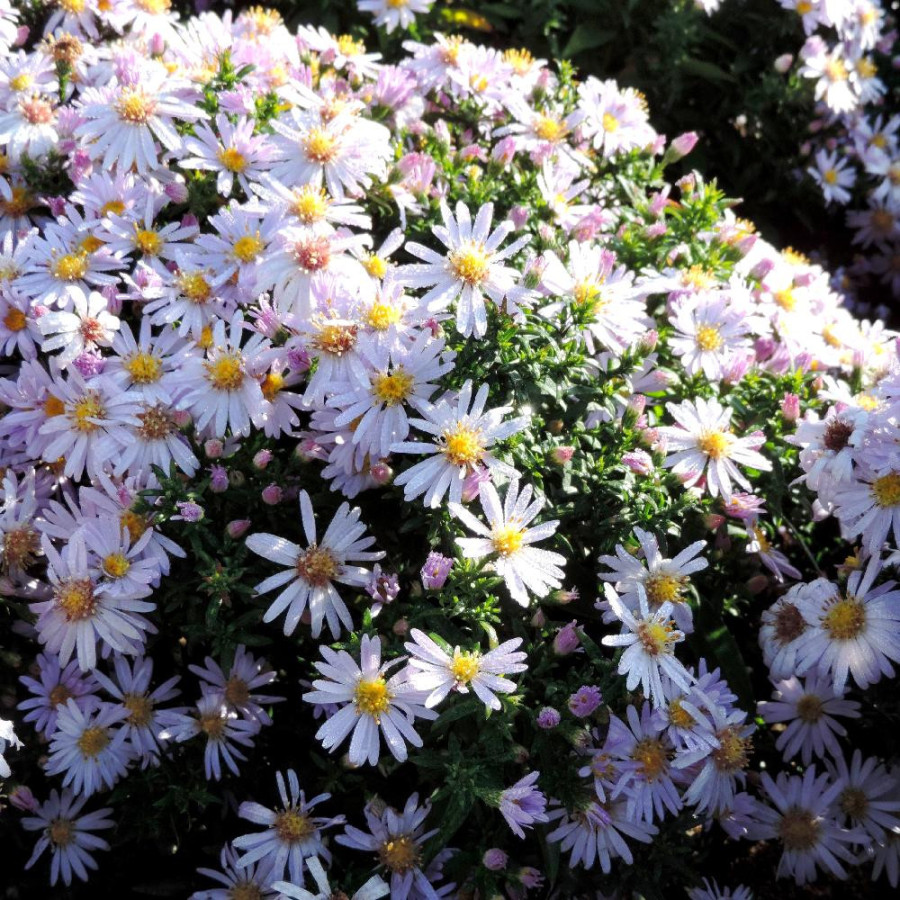 Plantes Vivaces ASTER 'Victor' (Dumosus Group) - Aster d'automne en vente - Aster nain d'automne en vente - Pépinière Lepage .