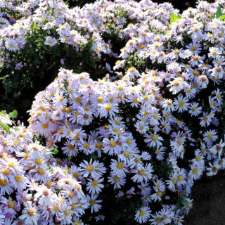 Plantes Vivaces ASTER 'Victor' (Dumosus Group) - Aster d'automne en vente - Aster nain d'automne en vente - Pépinière Lepage .