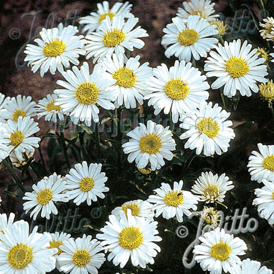 Plantes Vivaces ASTER alpinus 'Albus' - Aster de printemps en vente - Aster des Alpes en vente - Pépinière Lepage .