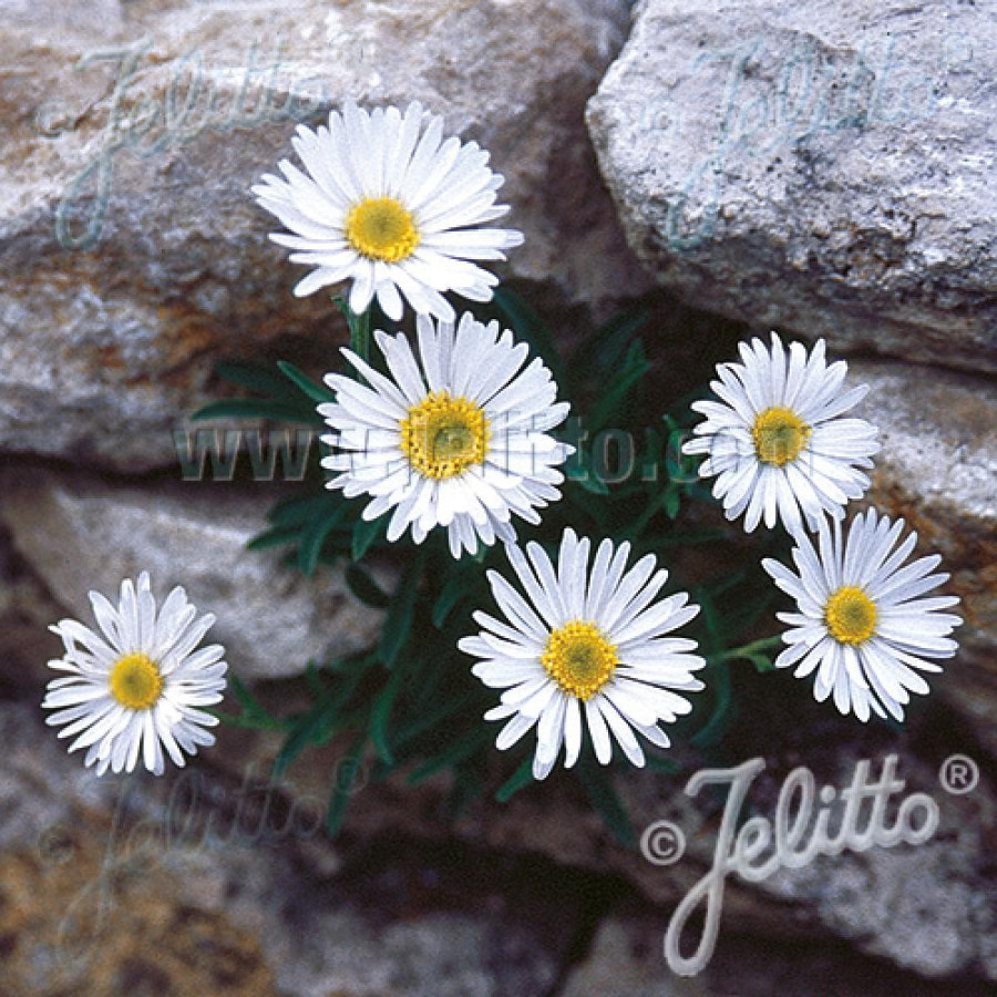 Plantes Vivaces ASTER alpinus 'Albus' - Aster de printemps en vente - Aster des Alpes en vente - Pépinière Lepage .