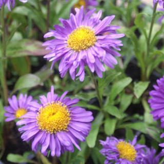 plantes-vivaces-aster-alpinus-dunkle-schone-aster-de-printemps-en-vente-aster-des-alpes-en-vente-pepiniere-lepage-