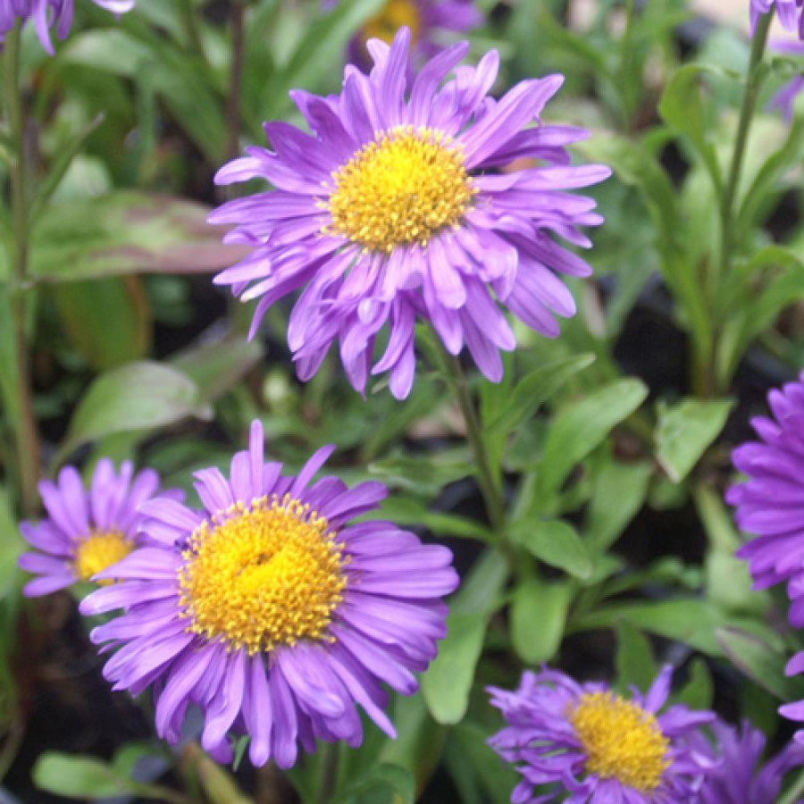 Plantes Vivaces ASTER alpinus 'Dunkle Schöne' - Aster de printemps en vente - Aster des Alpes en vente - Pépinière Lepage .