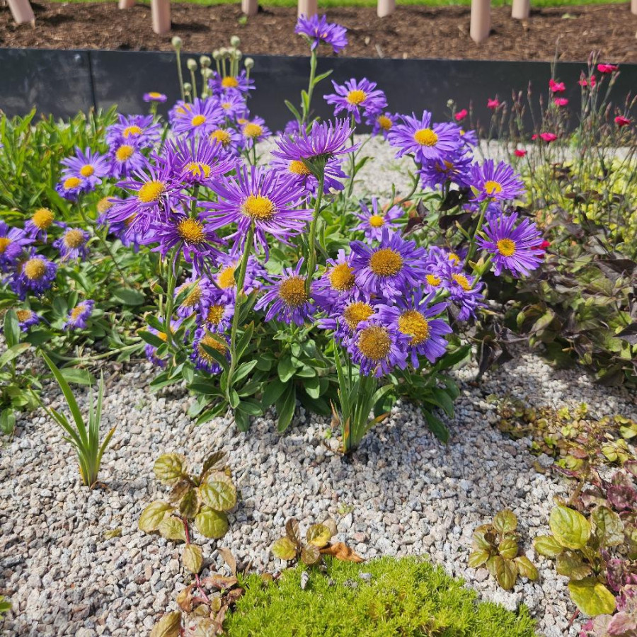 Plantes Vivaces ASTER alpinus 'Dunkle Schöne' - Aster de printemps en vente - Aster des Alpes en vente - Pépinière Lepage .