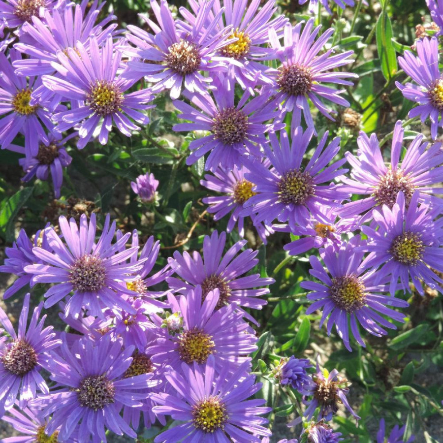 Plantes Vivaces ASTER amellus 'Butzemann' - Aster d'été en vente - Aster oeil du christ en vente - Pépinière Lepage .