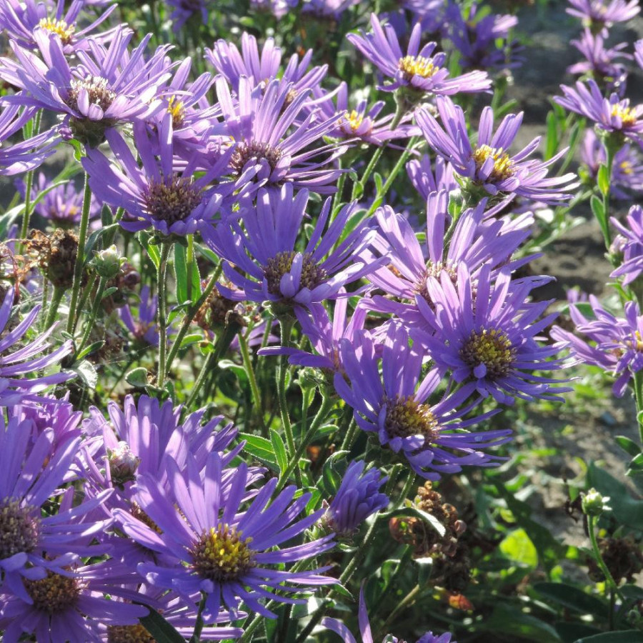Plantes Vivaces ASTER amellus 'Butzemann' - Aster d'été en vente - Aster oeil du christ en vente - Pépinière Lepage .