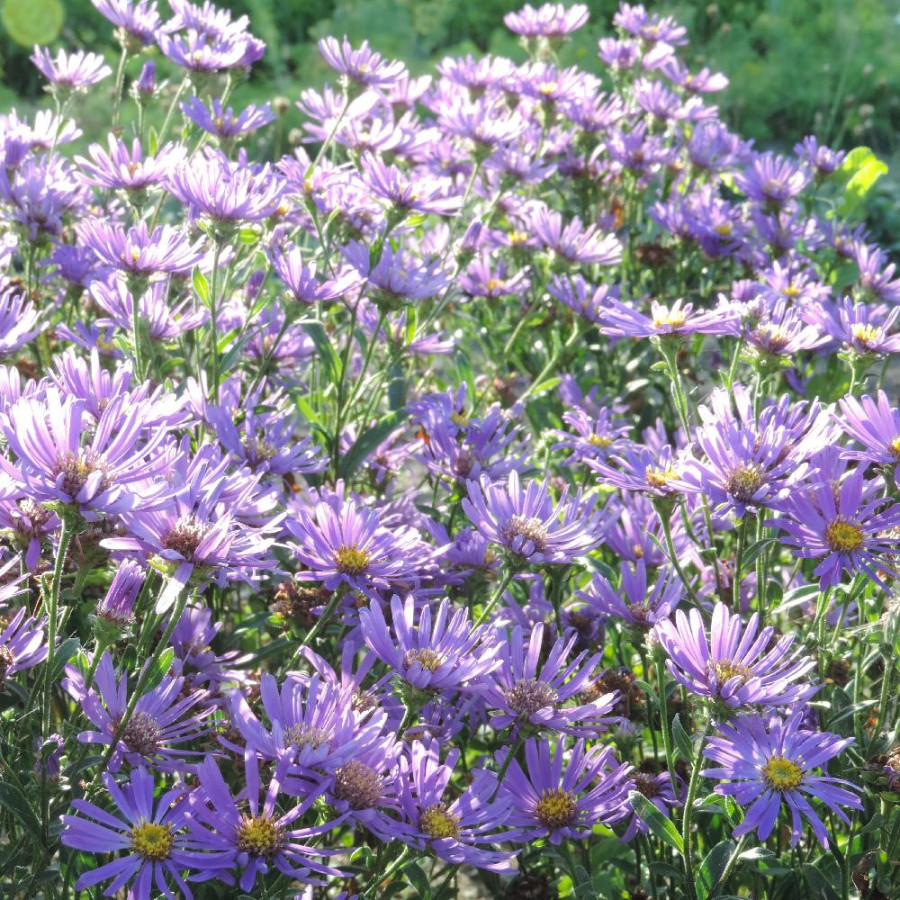 Plantes Vivaces ASTER amellus 'Butzemann' - Aster d'été en vente - Aster oeil du christ en vente - Pépinière Lepage .