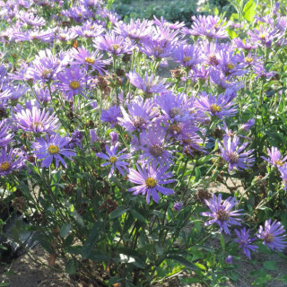 Plantes Vivaces ASTER amellus 'Butzemann' - Aster d'été en vente - Aster oeil du christ en vente - Pépinière Lepage .