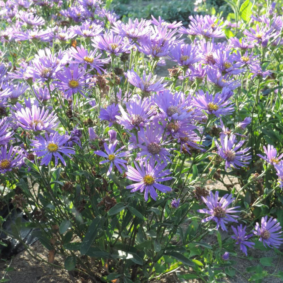 Plantes Vivaces ASTER amellus 'Butzemann' - Aster d'été en vente - Aster oeil du christ en vente - Pépinière Lepage .