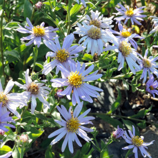 plantes-vivaces-aster-amellus-lac-de-geneve-aster-d-ete-en-vente-aster-oeil-du-christ-en-vente-pepiniere-lepage-