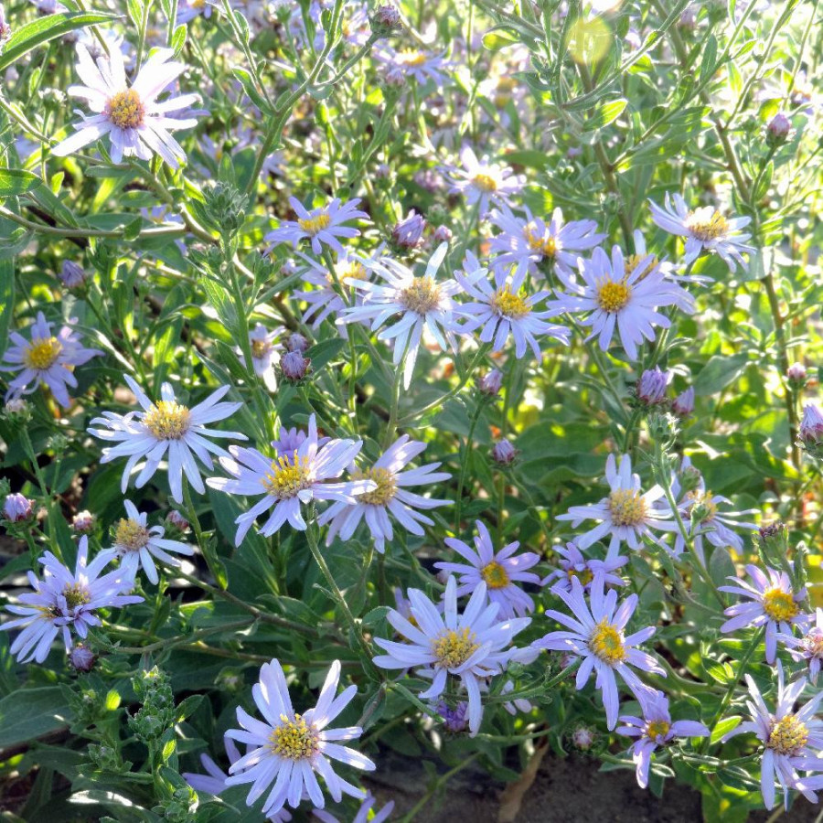 Plantes Vivaces ASTER amellus 'Lac de Genève' - Aster d'été en vente - Aster oeil du christ en vente - Pépinière Lepage .