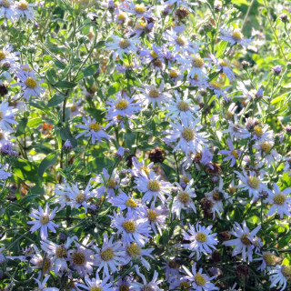 Plantes Vivaces ASTER amellus 'Lac de Genève' - Aster d'été en vente - Aster oeil du christ en vente - Pépinière Lepage .