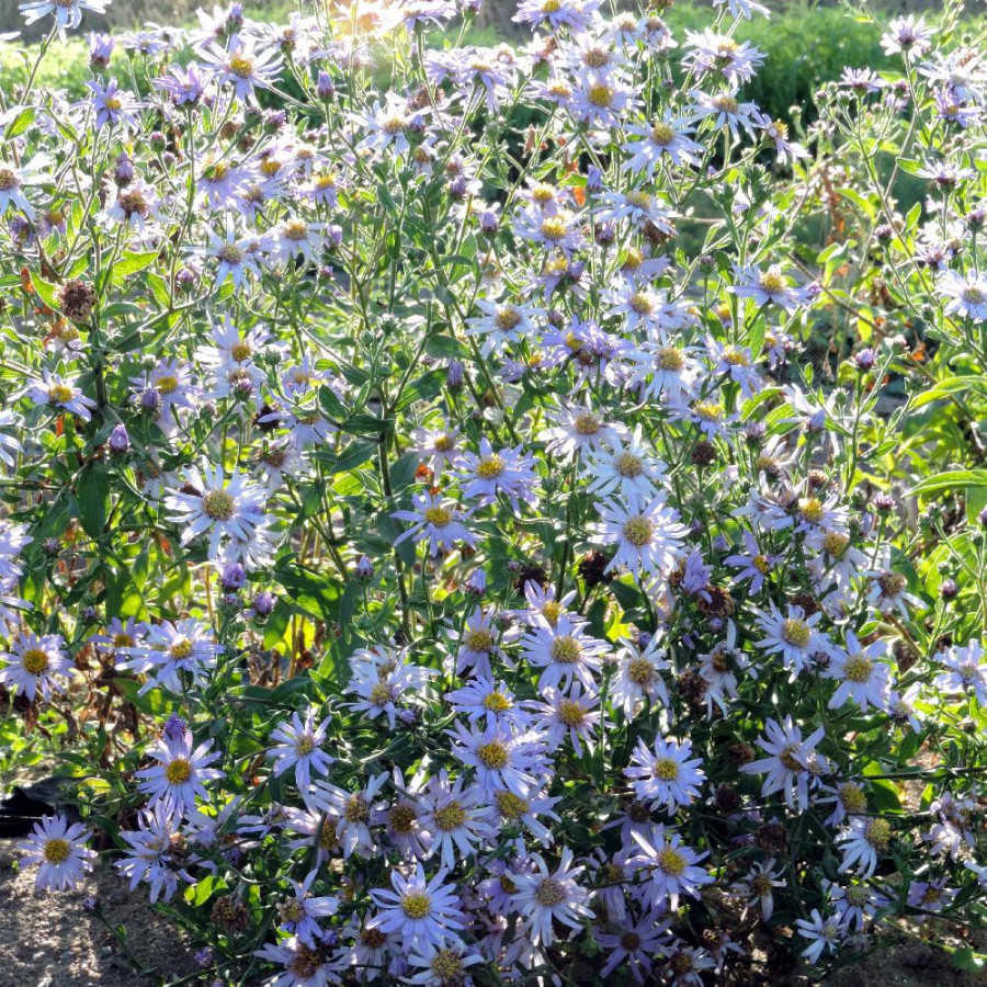 Plantes Vivaces ASTER amellus 'Lac de Genève' - Aster d'été en vente - Aster oeil du christ en vente - Pépinière Lepage .