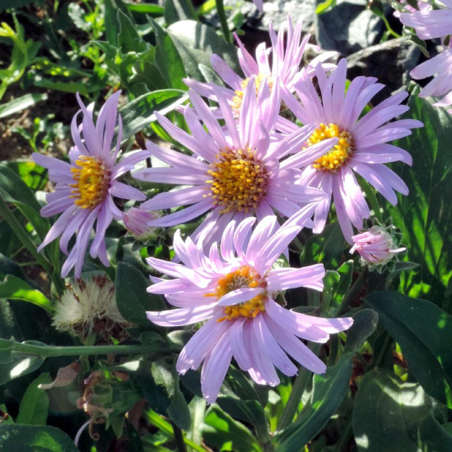 Plantes Vivaces ASTER amellus 'Rosa Erfüllung' ('Pink Zenith') - Aster d'été en vente - Aster oeil du christ en vente - Pépinièr