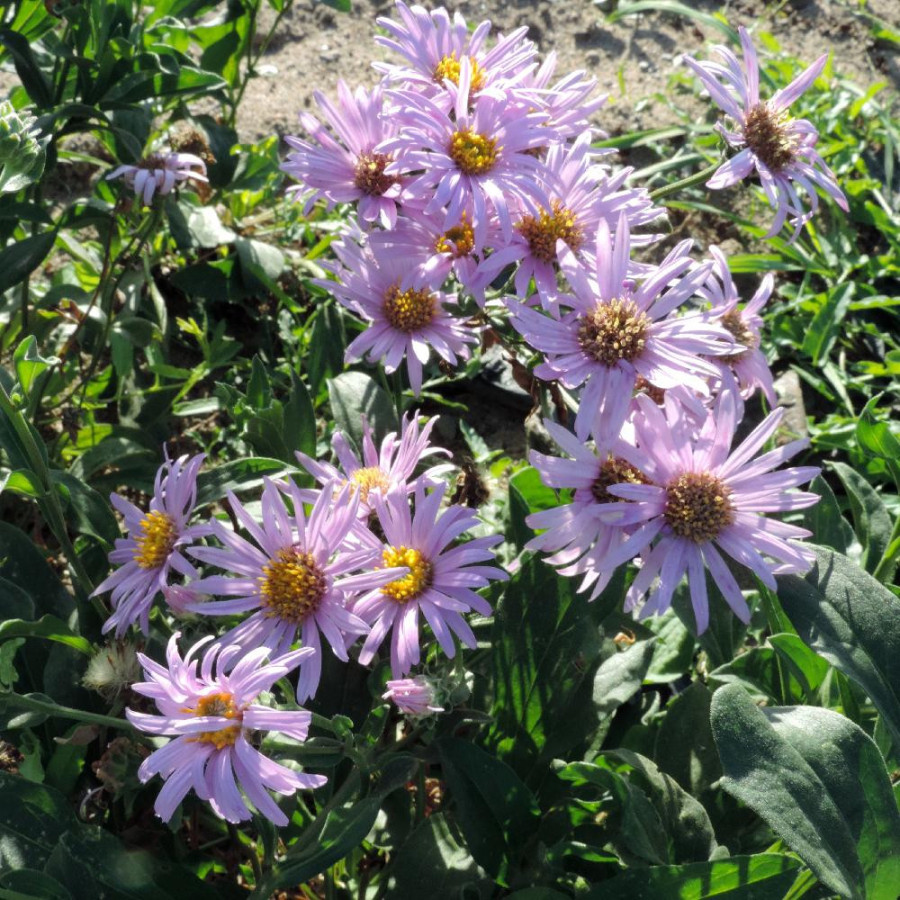 Plantes Vivaces ASTER amellus 'Rosa Erfüllung' ('Pink Zenith') - Aster d'été en vente - Aster oeil du christ en vente - Pépinièr