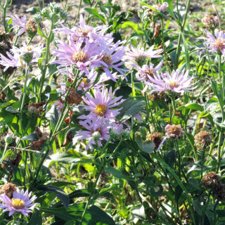 Plantes Vivaces ASTER amellus 'Rosa Erfüllung' ('Pink Zenith') - Aster d'été en vente - Aster oeil du christ en vente - Pépinièr