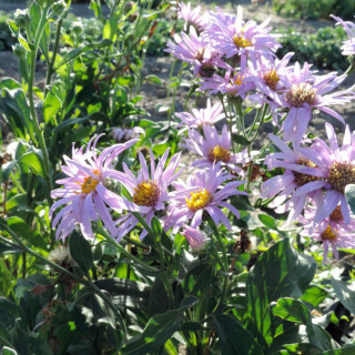 Plantes Vivaces ASTER amellus 'Rosa Erfüllung' ('Pink Zenith') - Aster d'été en vente - Aster oeil du christ en vente - Pépinièr