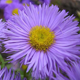 plantes-vivaces-aster-amellus-rudolph-goethe-aster-d-ete-en-vente-aster-oeil-du-christ-en-vente-pepiniere-lepage-