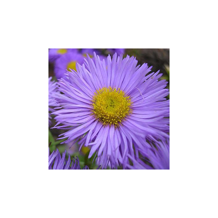 Plantes Vivaces ASTER amellus 'Rudolph Goethe' - Aster d'été en vente - Aster oeil du christ en vente - Pépinière Lepage .