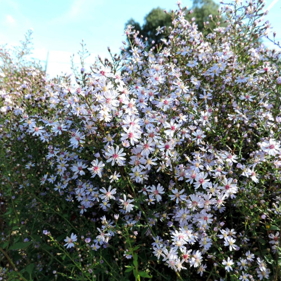 plantes-vivaces-aster-cordifolius-ideal-aster-d-automne-en-vente-pepiniere-lepage-