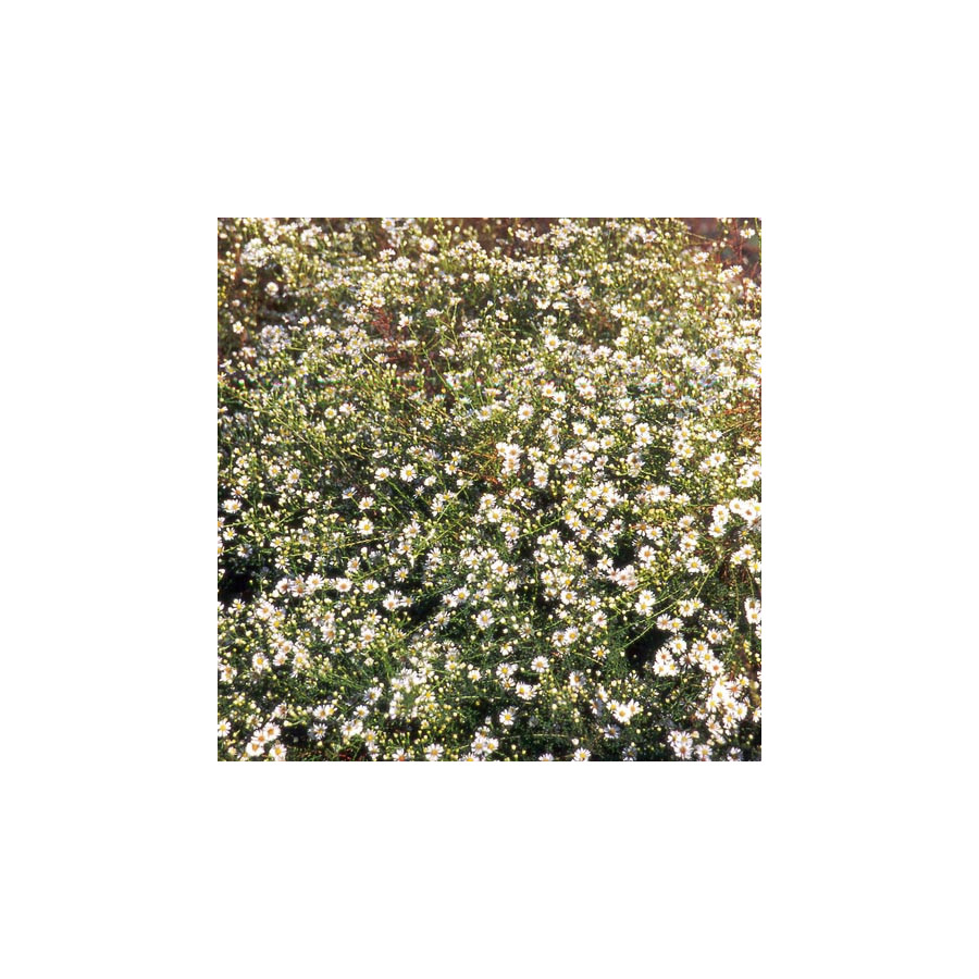 plantes-vivaces-aster-datschii-aster-d-automne-en-vente-pepiniere-lepage-