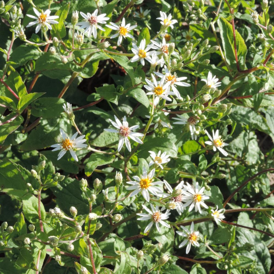 Plantes Vivaces ASTER divaricatus - Aster d'automne en vente - Pépinière Lepage .