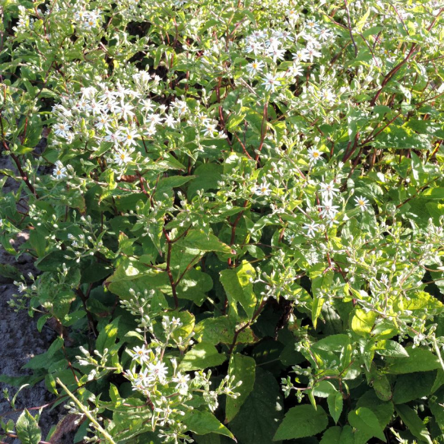 Plantes Vivaces ASTER divaricatus - Aster d'automne en vente - Pépinière Lepage .