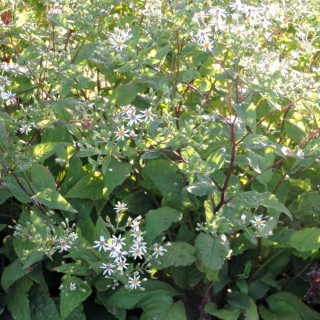 Plantes Vivaces ASTER divaricatus - Aster d'automne en vente - Pépinière Lepage .