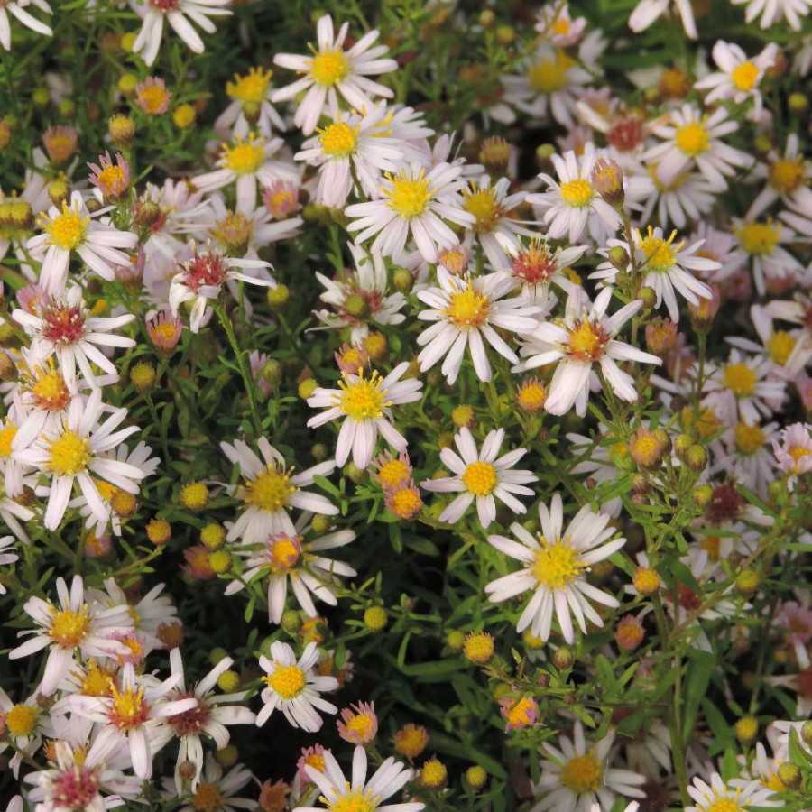 Plantes Vivaces ASTER ericoides 'Pink Cloud' en vente - Pépinière Lepage .