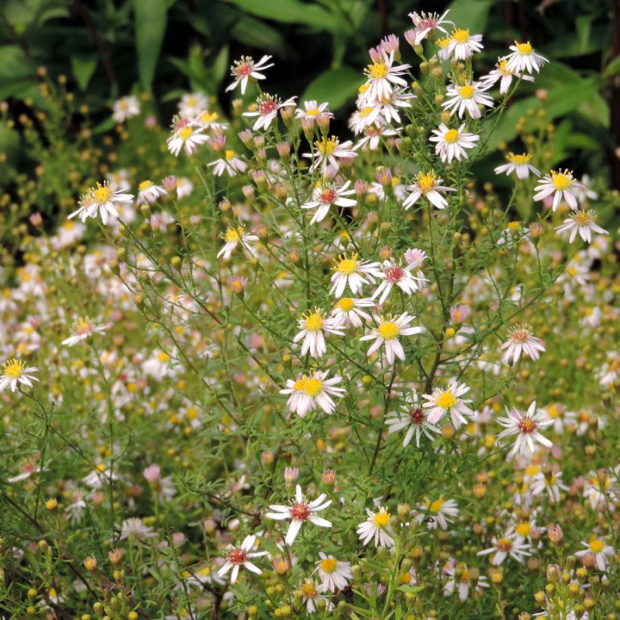 Plantes Vivaces ASTER ericoides 'Pink Cloud' en vente - Pépinière Lepage .