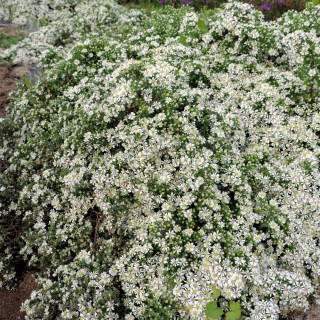 plantes-vivaces-aster-ericoides-snowflurry-aster-d-automne-en-vente-pepiniere-lepage-