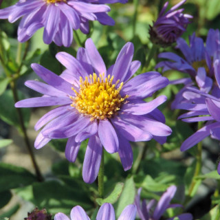 plantes-vivaces-aster-frikartii-jungfrau-aster-d-ete-en-vente-aster-de-frikart-en-vente-pepiniere-lepage-